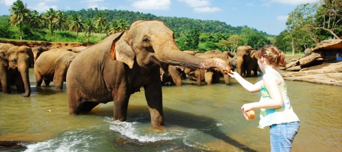 Image result for pinnawala elephant orphanage